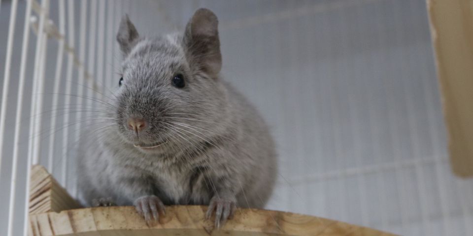 チンチラステップ、ソリ、お店約37000円