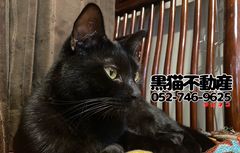 黒猫不動産 | LINE Official Account