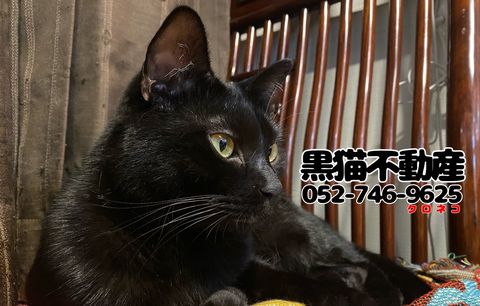 黒猫不動産 | LINE Official Account