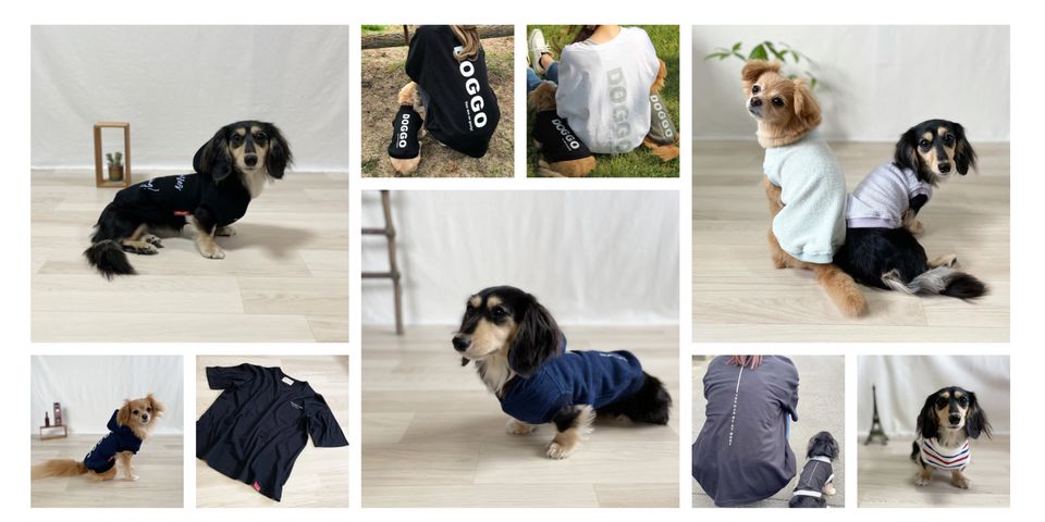 カニスルプス | LINE Official Account