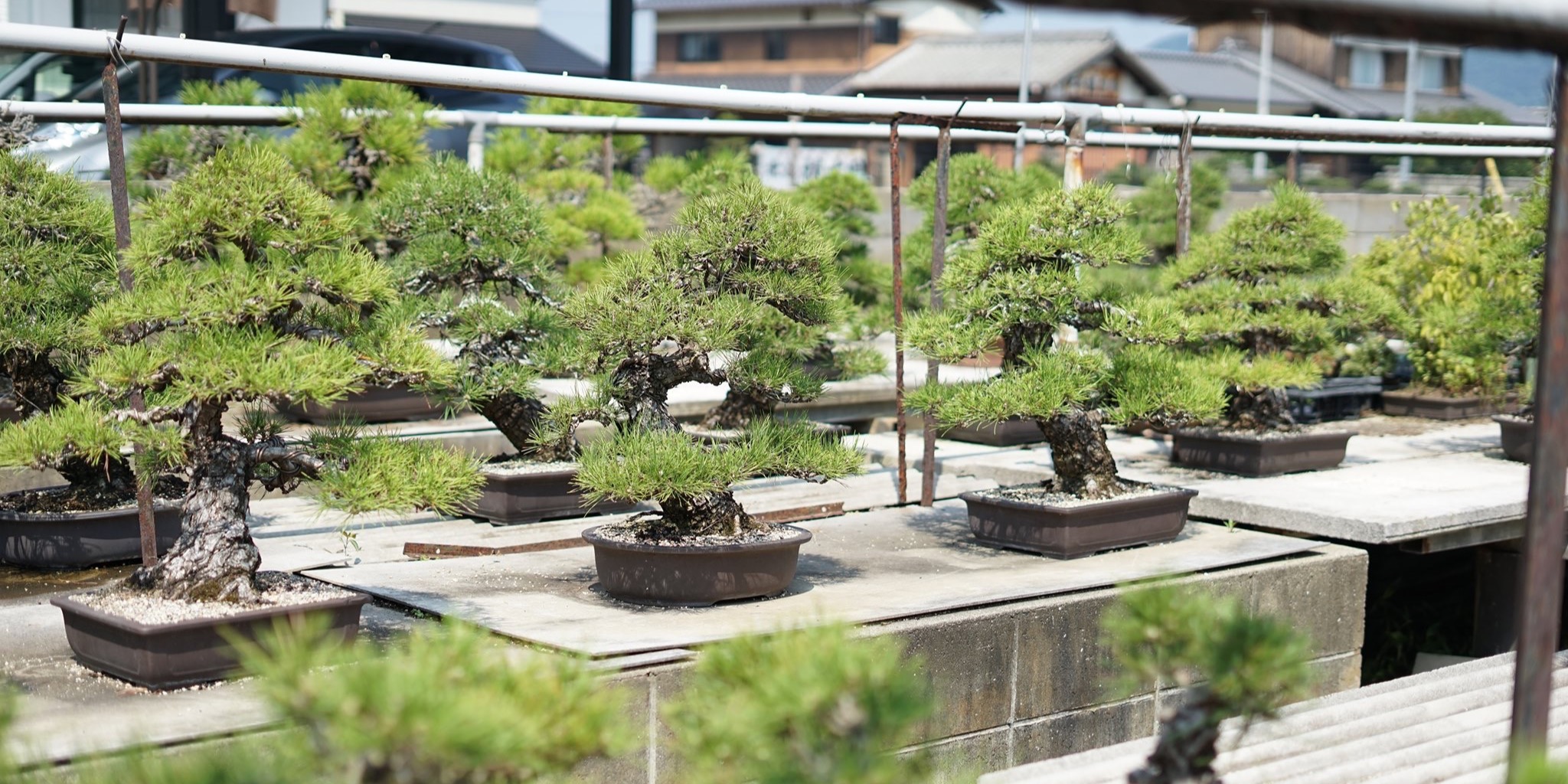 盆栽買取・株式会社岳盆栽 | LINE Official Account