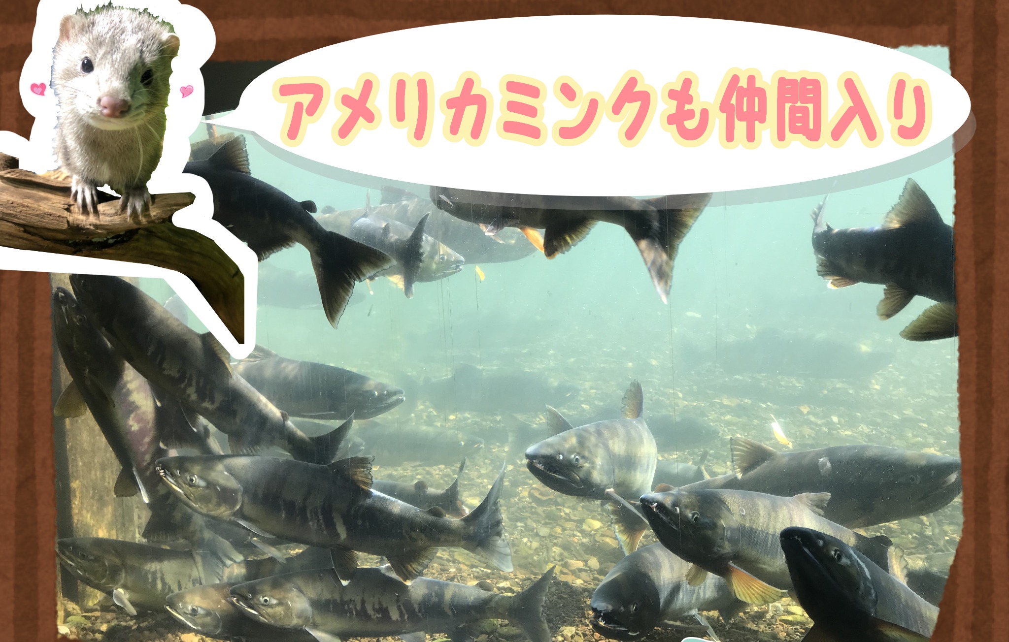 サケのふるさと千歳水族館 | LINE Official Account