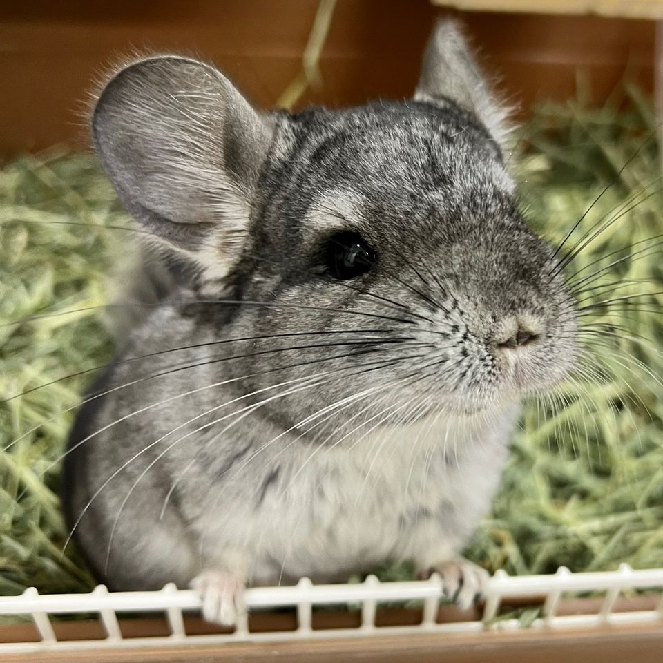 チンチラケープ　ブラックミンク　MOONBAT チンチラ毛皮　チンチラポンチョ チンチラケープ ブラックミンク MOONBAT チンチラ毛皮 チンチラ