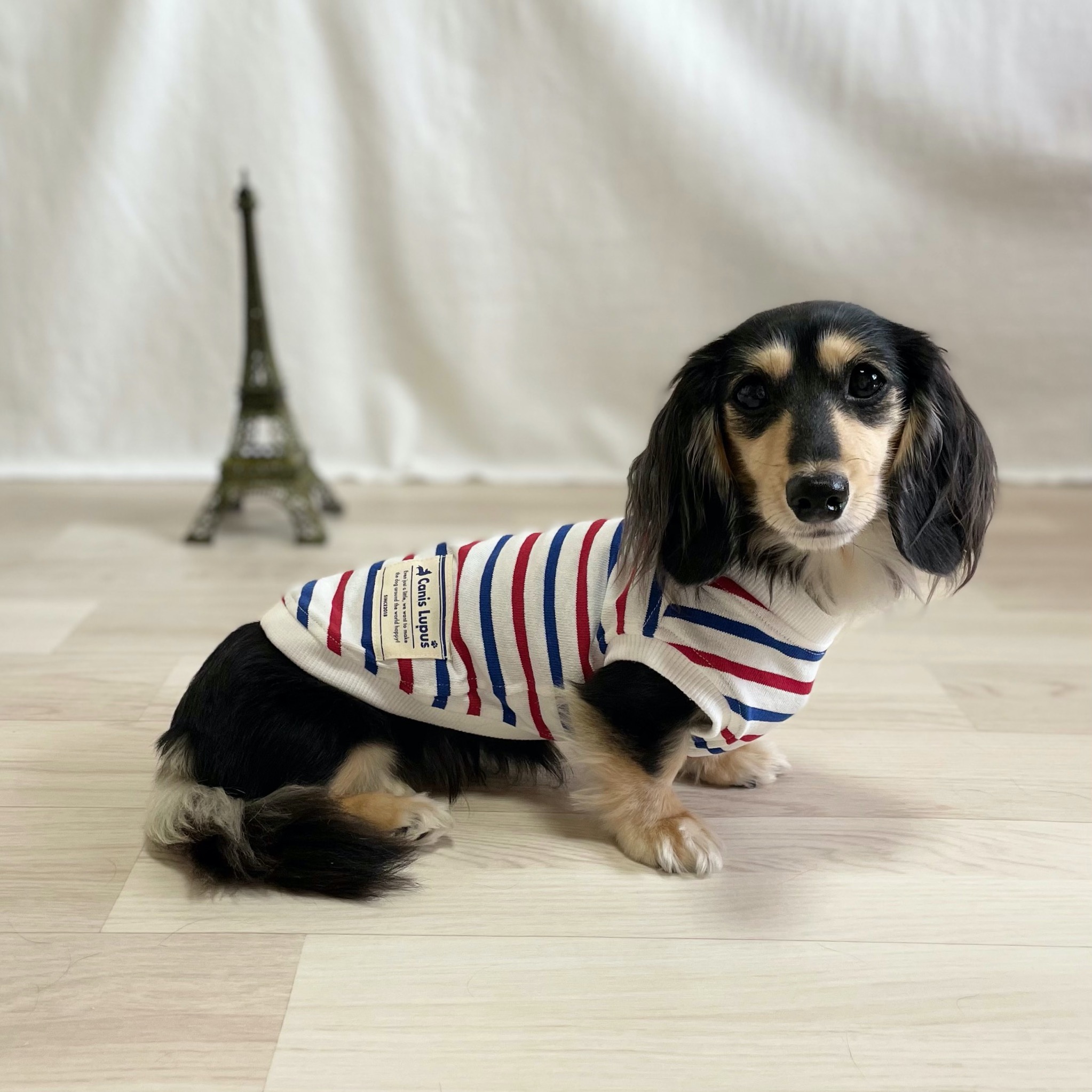 カニスルプス | LINE Official Account