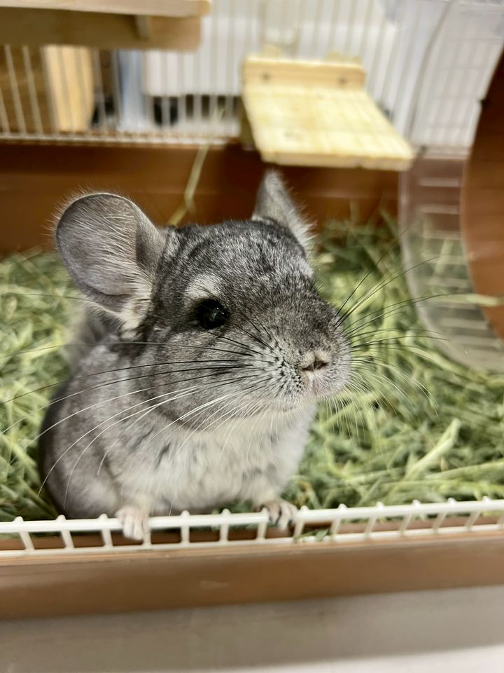 チンチラステップ、ソリ、お店　約37000円 チンチラステップ、ソリ、お店 小動物用品