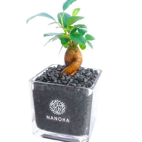 商品ラインナップ | ガジュマル専門店＠NANOHA | LINE Official Account