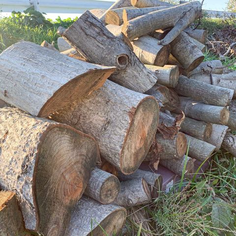 乾燥薪 ケヤキ 軽トラ一台(1㎥) 10,000円 45センチ、35センチ