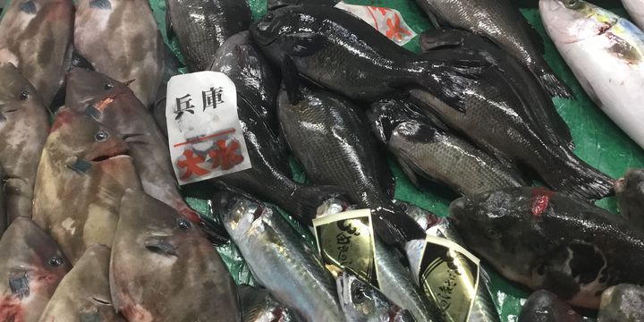 お魚様 確認用 ZPI JAPAN on X