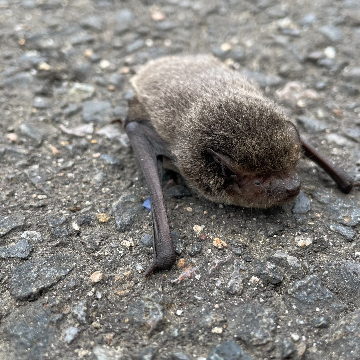 GL Fresh リキッド | あおぞら消毒 | LINE Official Account