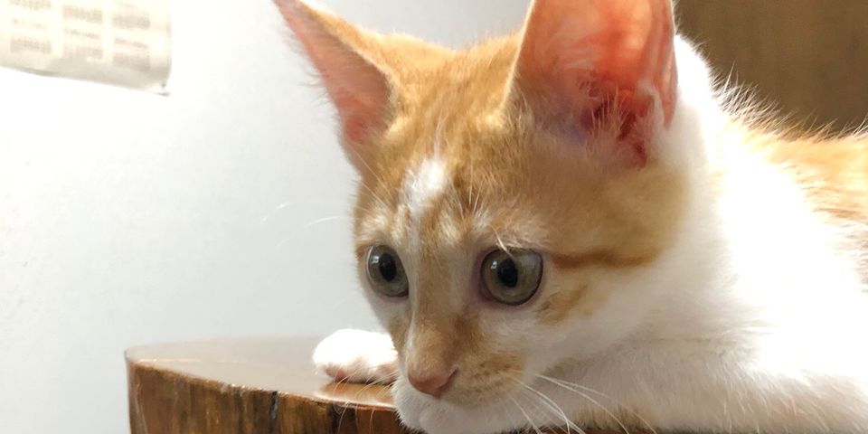 保護猫カフェ 猫の森 | LINE Official Account