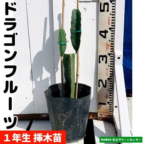 マンゴー苗 キーツ 接木苗 （マンゴー(アップルマンゴー、キーツ