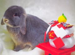 ❤️専用❤️☆。゜星うさぎ☆。゜ うさぎ星 | LINE Official Account