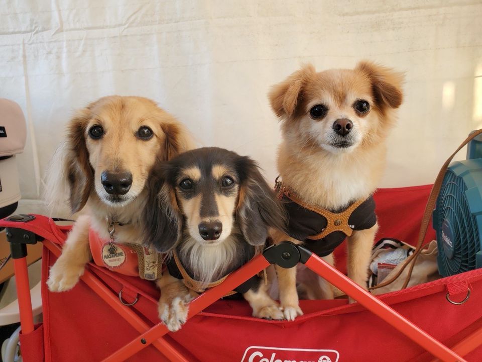 カニスルプス | LINE Official Account