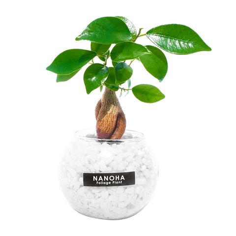 商品ラインナップ | ガジュマル専門店＠NANOHA | LINE Official Account