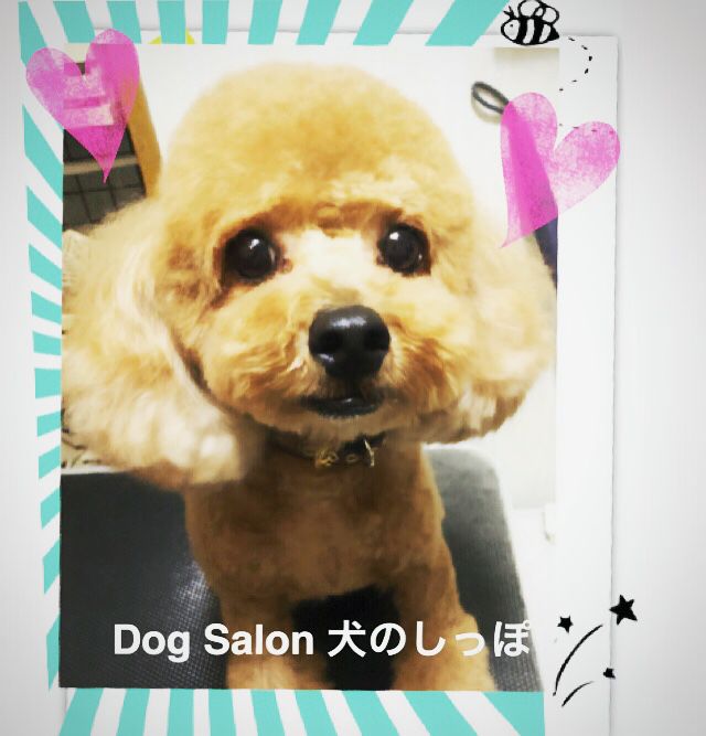 犬のしっぽ | LINE Official Account