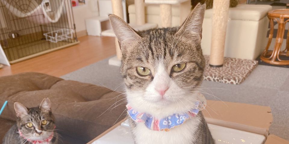 保護猫カフェさくら | LINE Official Account