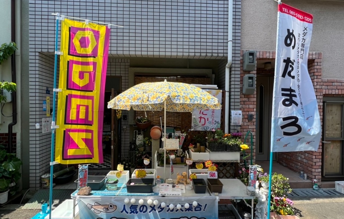 メダカ専門店【めだまろ】𓆜𓆝𓆟 | LINE Official Account