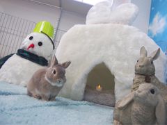 うさぎ星 | LINE Official Account