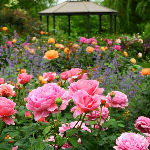 卓上のバラ New variety introduction] Keihan Engei F&G Rose has bloomed