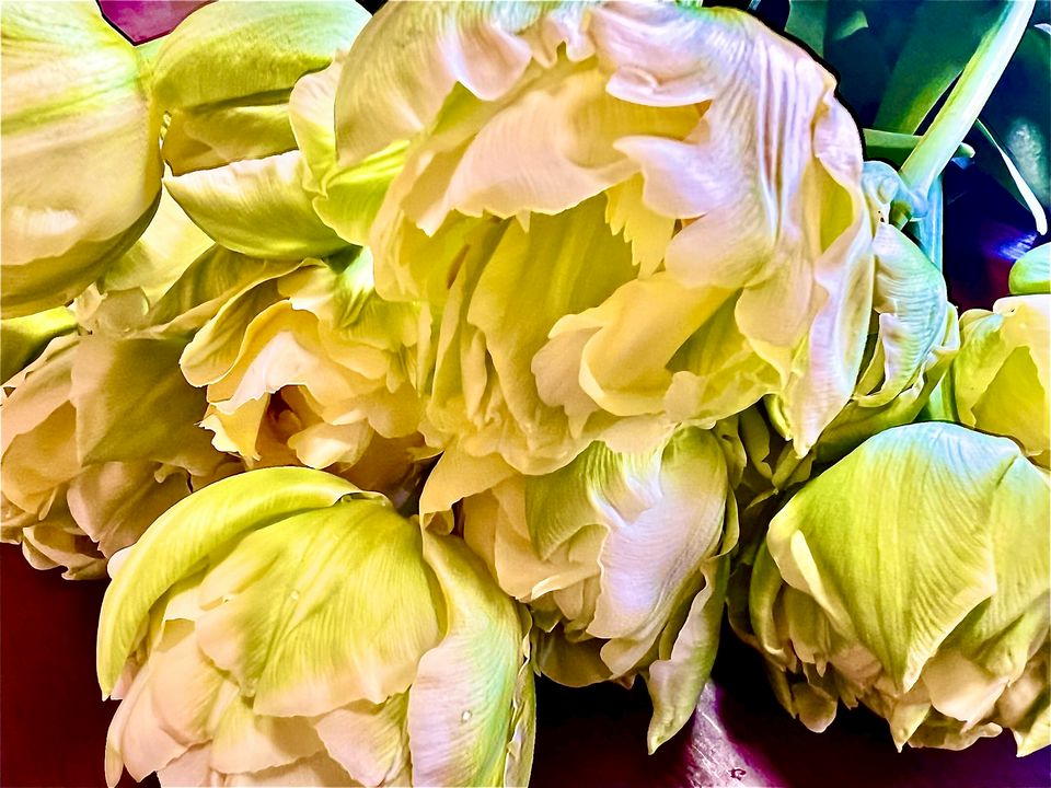 🌷せたがやチューリップ農園 | LINE Official Account