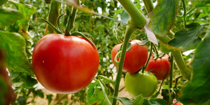 とまと 楽天市場】【ふるさと納税】【選べる内容量】人気のドトマト1号 1kg