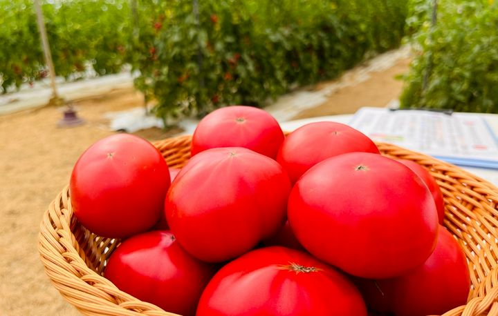 とまと狩り ネイチャー | LINE Official Account