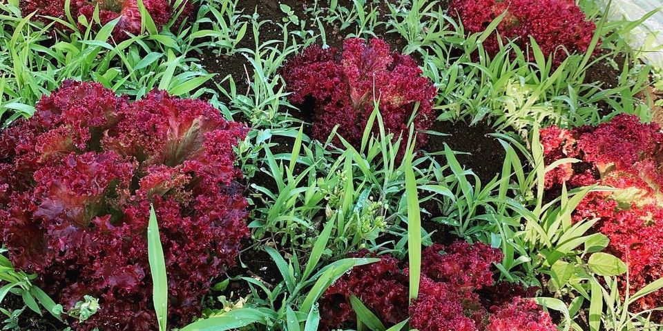 ベジフラふぁーむIPPO | LINE Official Account