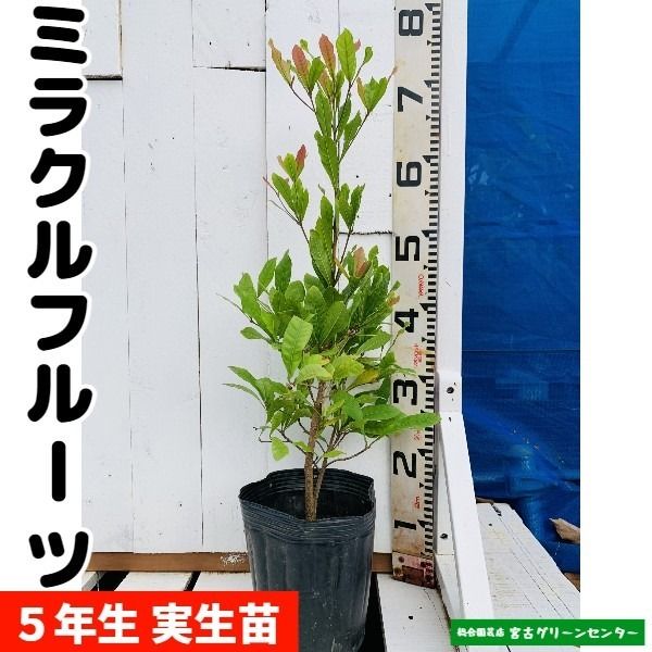 ミラクルフルーツ苗苗木