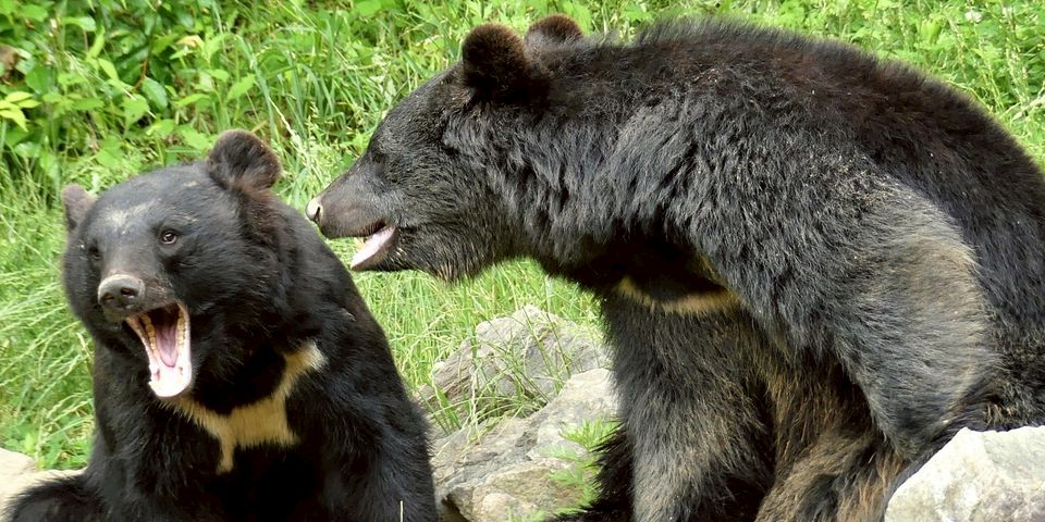 盛岡市動物公園ZOOMO | LINE Official Account