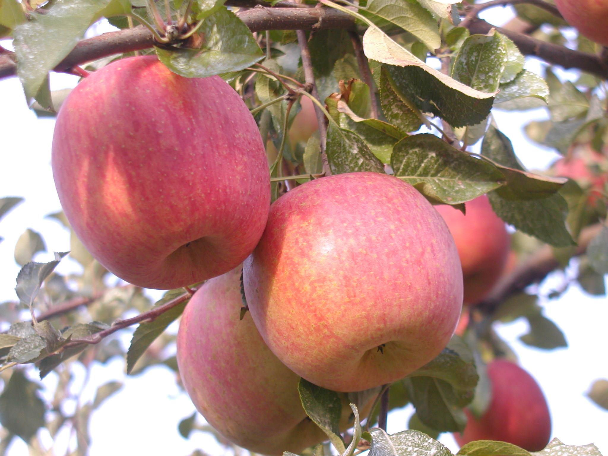 加賀フルーツランド | LINE Official Account