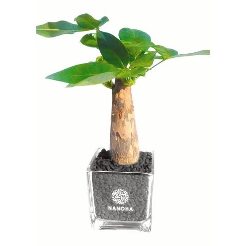 ガジュマル27 ガジュマル ガジュマル | 天使が宿る木 - 観葉植物・多肉植物の販売