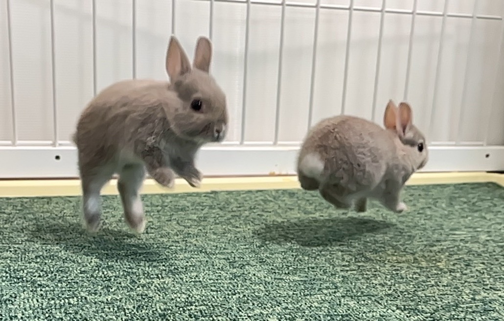 うさぎ専門店 DAN'S HOUSE | LINE Official Account