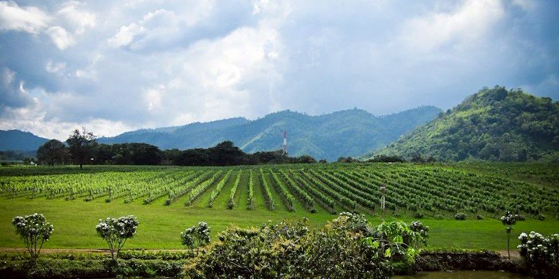 Khao yai winery hotsell