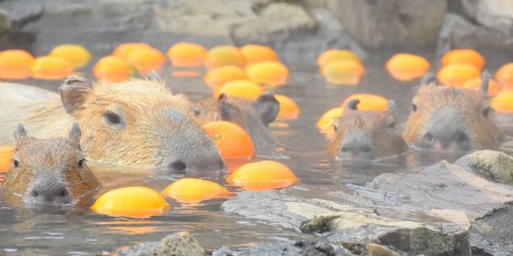 magy①郵　コズミ1317×13 園内マップ・エリア | 伊豆シャボテン動物公園